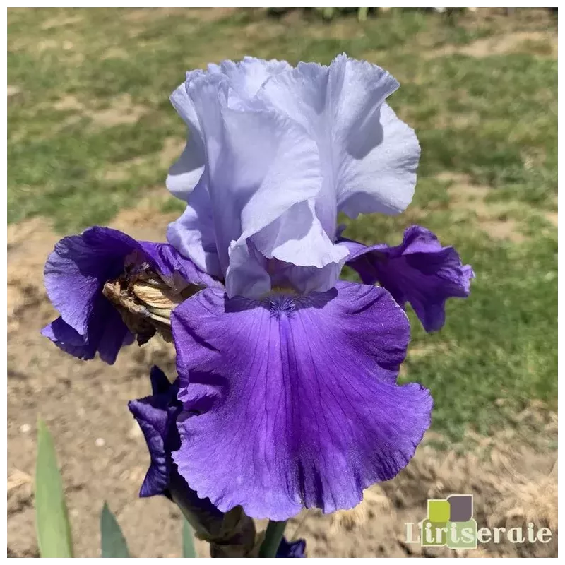 IRIS DREAM LOVER - L'iriseraie - KUTTOLSHEIM ALSACE FRANCE