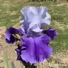 IRIS DREAM LOVER - L'iriseraie - KUTTOLSHEIM ALSACE FRANCE