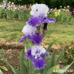 IRIS DREAM LOVER - L'iriseraie - KUTTOLSHEIM ALSACE FRANCE