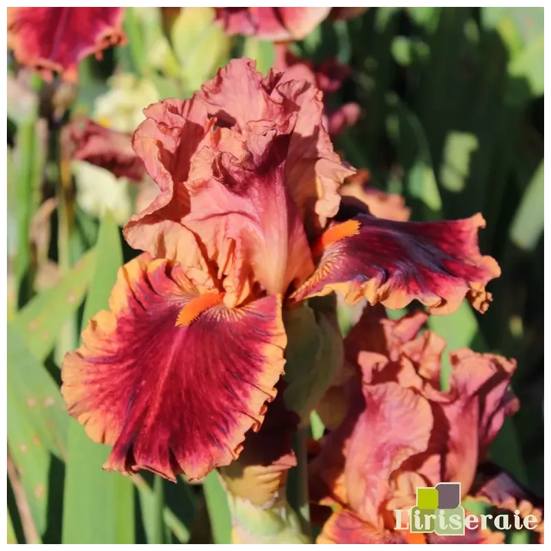 IRIS DRINK AT SUNSET - L'iriseraie - KUTTOLSHEIM ALSACE FRANCE