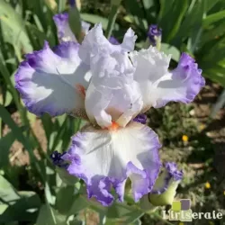 IRIS ELEGANT - L'iriseraie - KUTTOLSHEIM ALSACE FRANCE