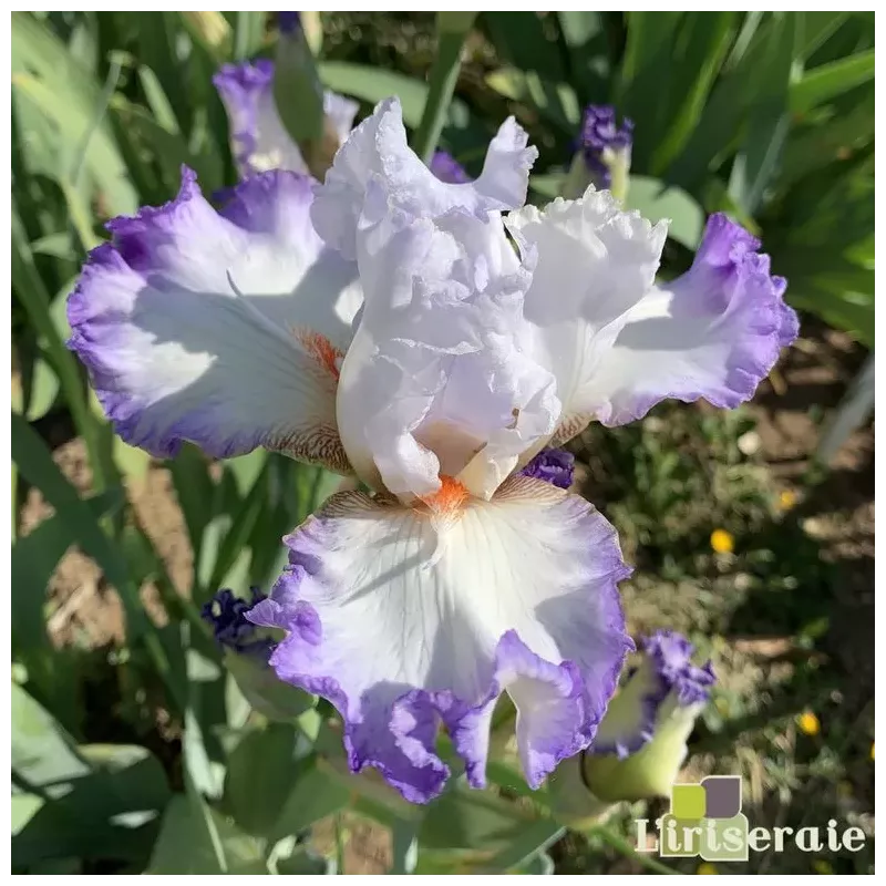 IRIS ELEGANT - L'iriseraie - KUTTOLSHEIM ALSACE FRANCE