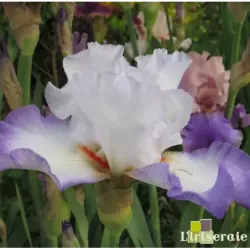 IRIS ELEGANT - L'iriseraie - KUTTOLSHEIM ALSACE FRANCE