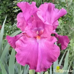 IRIS EUPHORIE - L'iriseraie - KUTTOLSHEIM ALSACE FRANCE