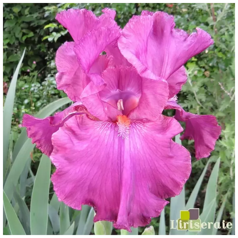 IRIS EUPHORIE - L'iriseraie - KUTTOLSHEIM ALSACE FRANCE IRIS EUPHORIE - L'iriseraie - KUTTOLSHEIM ALSACE FRANCE