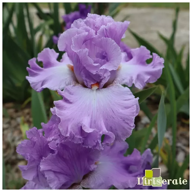 IRIS EXCUSE ME DARLING - L'iriseraie - KUTTOLSHEIM ALSACE FRANCE