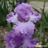 IRIS EXCUSE ME DARLING - L'iriseraie - KUTTOLSHEIM ALSACE FRANCE