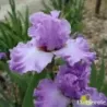 IRIS EXCUSE ME DARLING - L'iriseraie - KUTTOLSHEIM ALSACE FRANCE