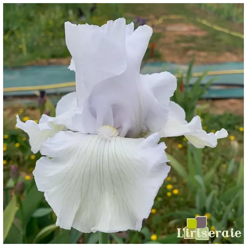 IRIS FRISON ROCHE - L'iriseraie - KUTTOLSHEIM ALSACE FRANCE