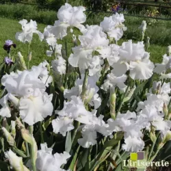 IRIS FRISON ROCHE - L'iriseraie - KUTTOLSHEIM ALSACE FRANCE