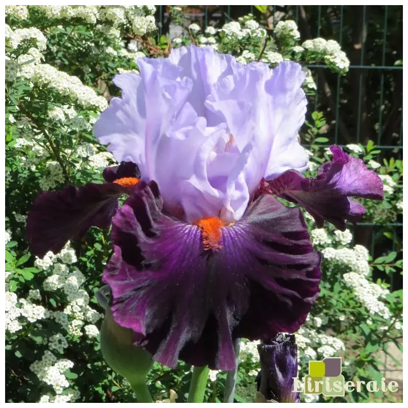 IRIS FULL FIGURED - L'iriseraie - KUTTOLSHEIM ALSACE FRANCE