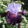 IRIS FULL FIGURED - L'iriseraie - KUTTOLSHEIM ALSACE FRANCE