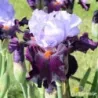 IRIS FULL FIGURED - L'iriseraie - KUTTOLSHEIM ALSACE FRANCE