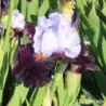 IRIS FULL FIGURED - L'iriseraie - KUTTOLSHEIM ALSACE FRANCE