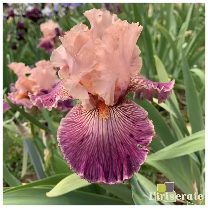 IRIS FULL OF MAGIC - L'iriseraie - KUTTOLSHEIM ALSACE FRANCE