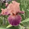 IRIS FULL OF MAGIC - L'iriseraie - KUTTOLSHEIM ALSACE FRANCE