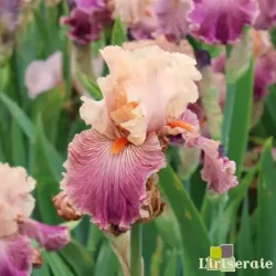 IRIS FULL OF MAGIC - L'iriseraie - KUTTOLSHEIM ALSACE FRANCE