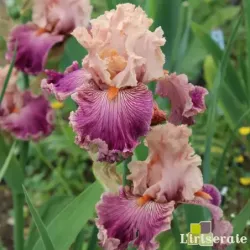 IRIS FULL OF MAGIC - L'iriseraie - KUTTOLSHEIM ALSACE FRANCE