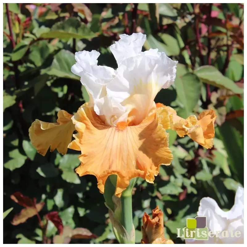 IRIS GINGER ICE - L'iriseraie - KUTTOLSHEIM ALSACE FRANCE