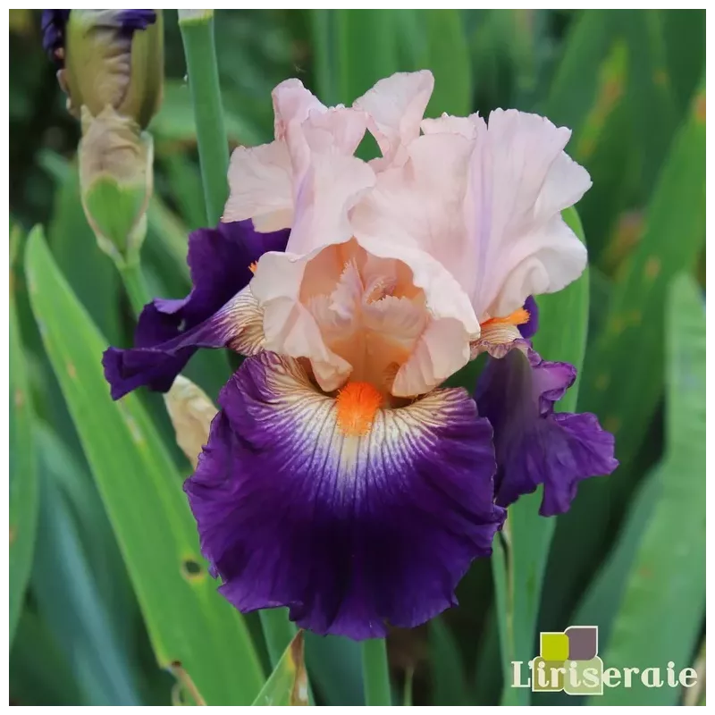 IRIS GITANO - L'iriseraie - KUTTOLSHEIM ALSACE FRANCE IRIS GITANO - L'iriseraie - KUTTOLSHEIM ALSACE FRANCE