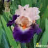 IRIS GITANO - L'iriseraie - KUTTOLSHEIM ALSACE FRANCE