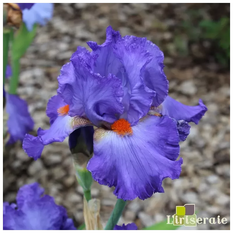 IRIS GLAD - L'iriseraie - KUTTOLSHEIM ALSACE FRANCE