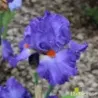 IRIS GLAD - L'iriseraie - KUTTOLSHEIM ALSACE FRANCE