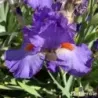 IRIS GLAD - L'iriseraie - KUTTOLSHEIM ALSACE FRANCE