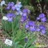 IRIS GLAD - L'iriseraie - KUTTOLSHEIM ALSACE FRANCE