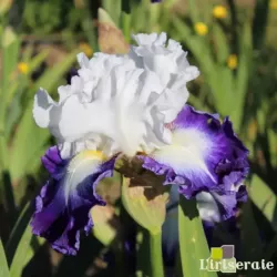 IRIS ALSEA FALLS - L'iriseraie - KUTTOLSHEIM ALSACE FRANCE