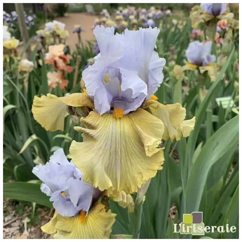 IRIS GRANDE COQUETTE - L'iriseraie - KUTTOLSHEIM ALSACE FRANCE