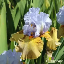 IRIS GRANDE COQUETTE - L'iriseraie - KUTTOLSHEIM ALSACE FRANCE