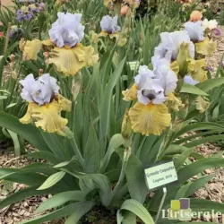 IRIS GRANDE COQUETTE - L'iriseraie - KUTTOLSHEIM ALSACE FRANCE