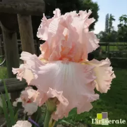 IRIS HAPPENSTANCE - L'iriseraie - KUTTOLSHEIM ALSACE FRANCE