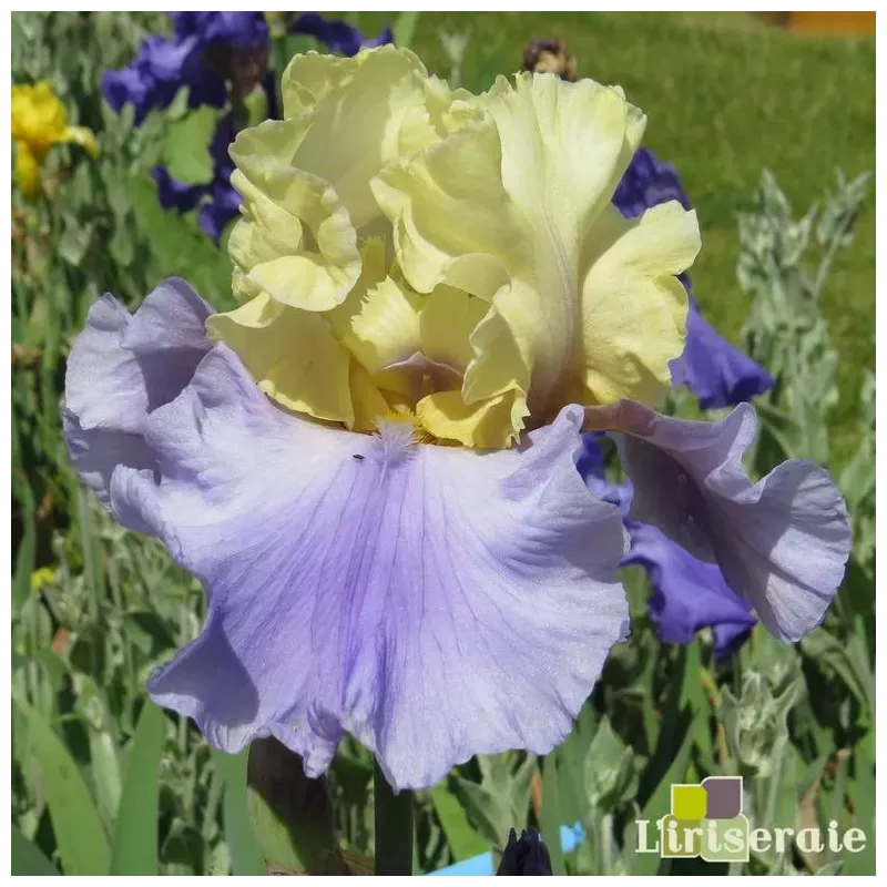 IRIS HAUT LES VOILES - L'iriseraie - KUTTOLSHEIM ALSACE FRANCE