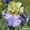 IRIS HAUT LES VOILES - L'iriseraie - KUTTOLSHEIM ALSACE FRANCE