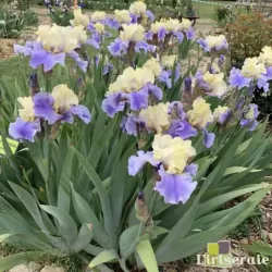 IRIS HAUT LES VOILES - L'iriseraie - KUTTOLSHEIM ALSACE FRANCE