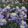 IRIS HAUT LES VOILES - L'iriseraie - KUTTOLSHEIM ALSACE FRANCE