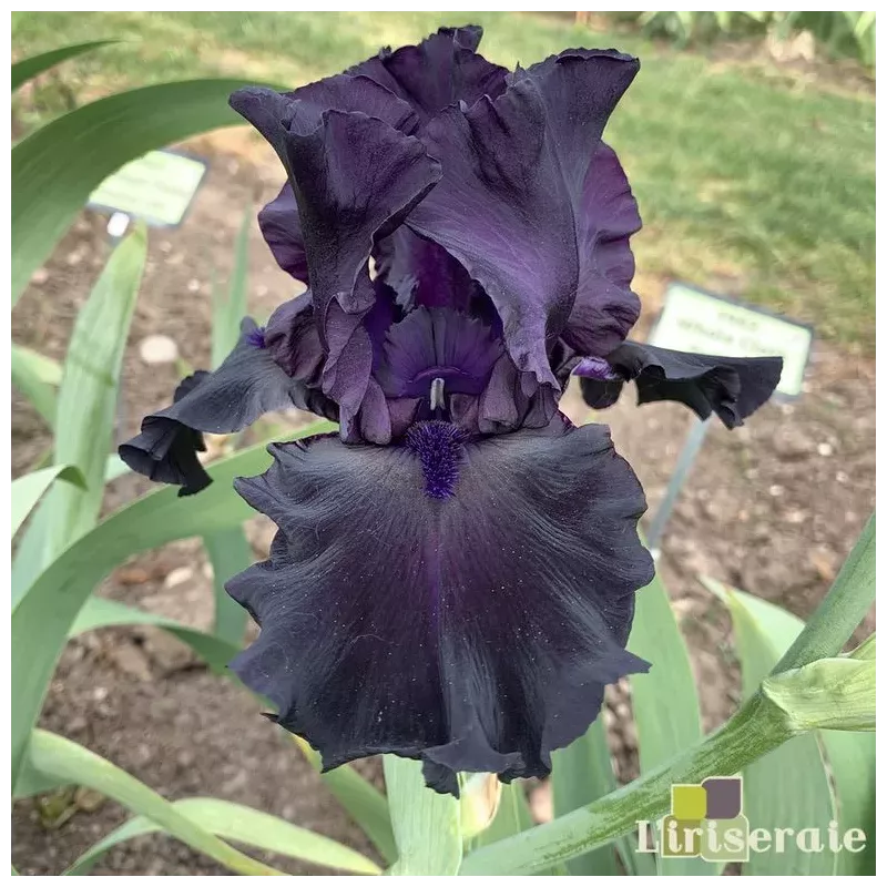 IRIS HELLO DARKNESS - L'iriseraie - KUTTOLSHEIM ALSACE FRANCE