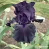 IRIS HELLO DARKNESS - L'iriseraie - KUTTOLSHEIM ALSACE FRANCE