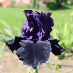 IRIS HELLO DARKNESS - L'iriseraie - KUTTOLSHEIM ALSACE FRANCE