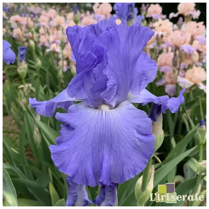 IRIS HEURE BLEUE - L'iriseraie - KUTTOLSHEIM ALSACE FRANCE