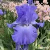 IRIS HEURE BLEUE - L'iriseraie - KUTTOLSHEIM ALSACE FRANCE