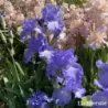 IRIS HEURE BLEUE - L'iriseraie - KUTTOLSHEIM ALSACE FRANCE