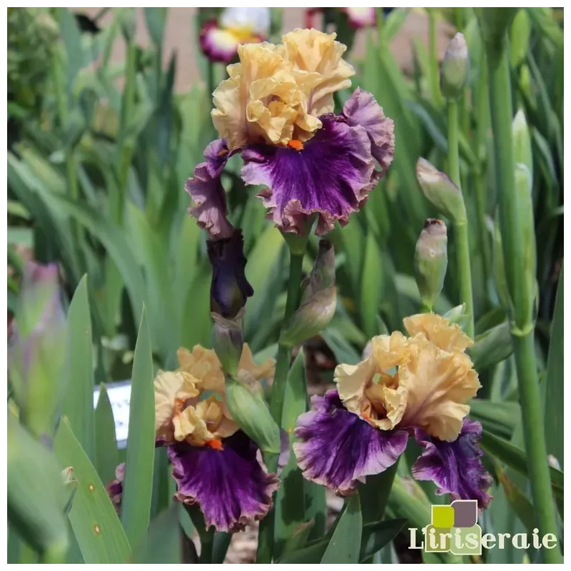 IRIS ART DECO L'iriseraie KUTTOLSHEIM ALSACE FRANCE