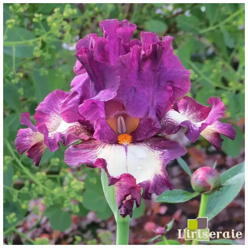 IRIS I'VE GOT RHYTHM - L'iriseraie - KUTTOLSHEIM ALSACE FRANCE