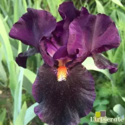 IRIS IMPERATIVE - L'iriseraie - KUTTOLSHEIM ALSACE FRANCE