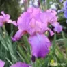 IRIS AMETHYST FLAME - L'iriseraie - KUTTOLSHEIM ALSACE FRANCE