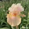 IRIS ISLAND CORAL - L'iriseraie - KUTTOLSHEIM ALSACE FRANCE