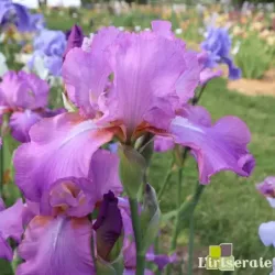 IRIS AMETHYST FLAME - L'iriseraie - KUTTOLSHEIM ALSACE FRANCE